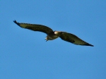 Buzzard