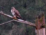 Buzzard