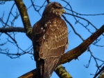 Buzzard