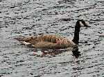 Canada Geese - Ventnor, Dartmoor