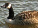 Canada Geese, Slapton Ley