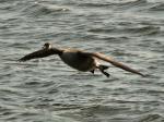 Canada Geese, Slapton Ley