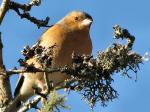 Chaffinches