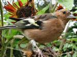 Chaffinch