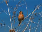 Chaffinch