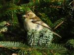 Female Chaffinch