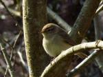 Chiffchaff