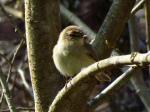 Chiffchaff