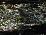 Chiffchaff