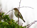 Chiffchaff