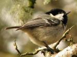 Coal Tit