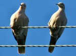 Collared Doves