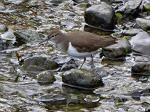 Common Sandpipers