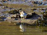 Common Sandpipers