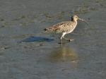 Curlew, Bowcombe Creek