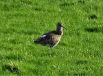 Curlew, River Plym