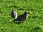 Curlew, River Plym