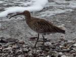 Curlew, Wembury