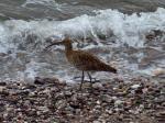 Curlew, Wembury