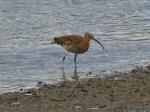 Curlew, River Plym