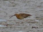 Curlew, River Plym