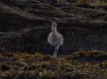 Curlew