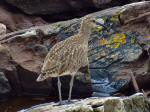 Curlew