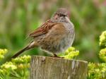 Dunnock