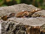 Dunnock