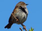 Dunnock