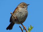 Dunnock