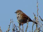 Dunnock