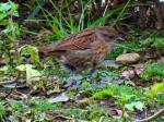 Dunnock