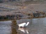 Little Egret, Kingsbridge