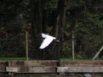 Little Egret, Kingsbridge