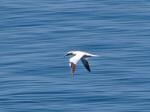 Gannet