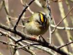 Goldcrest