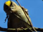 Goldcrest