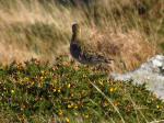 Golden Plover, Leedon Tor, Dartmoor