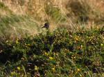 Golden Plover