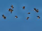 Golden Plover, Leedon Tor, Dartmoor