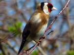 Goldfinch