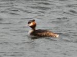 Great Crested Grebe