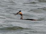 Great Crested Grebe