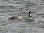 Great Crested Grebe