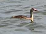 Great Crested Grebe