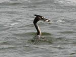 Great Crested Grebe