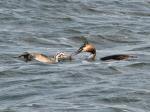 Great Crested Grebe