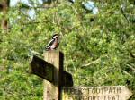 Great Spotted Woodpecker