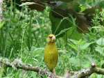 Greenfinch - Cotehele Gardens